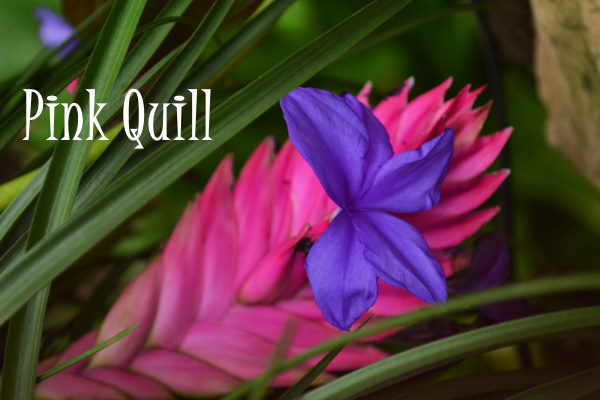 Flowering Pink Quill Plant pink quill, tillandsia cyanea