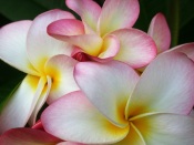 plumeria care, frangipani, growing plumeria