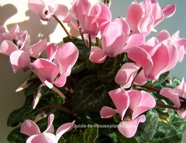 cyclamen plant, cyclamen house plant, growing cyclamen, cyclamen indoors