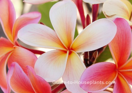 Plumeria Flowers plumeria, frangipani, fragrant houseplant