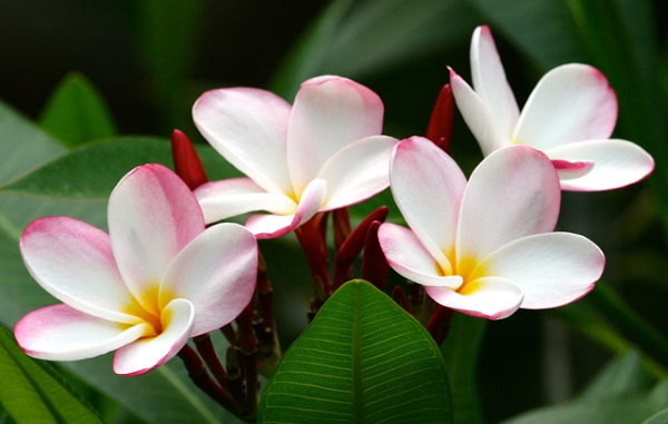 Exotic Hawaiian Flowers as House Plants