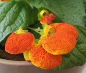 手帳植物、カルセオラリア