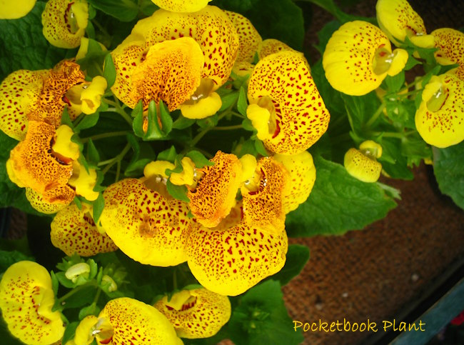 Calceolaria Called Ladys Purse Slipper Flower Stock Photo 2352094631 |  Shutterstock