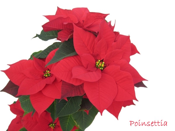 poinsettia, christmas plant, holiday plant