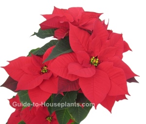 Poinsettia Plant poinsettia, christmas plant, holiday plant
