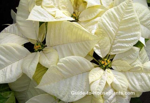 уход за пуансеттией, белая пуансеттия, растение пуансеттия