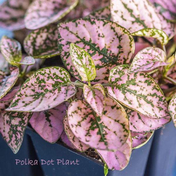 polka dot plant, hypoestes phyllostachya