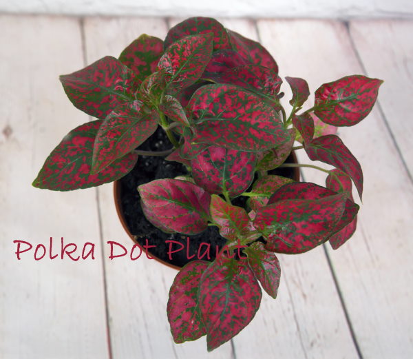 Polka Dot Plant Care How To Grow Hypoestes Phyllostachya Indoors,How Long Do You Boil An Egg For Egg Salad