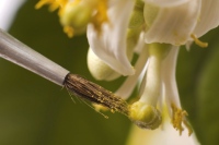 Lemon Flower Pollinate Lemon Flower