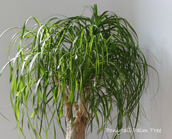 Ponytail Palm Growing Indoors Ponytail Palm Tree Indoors