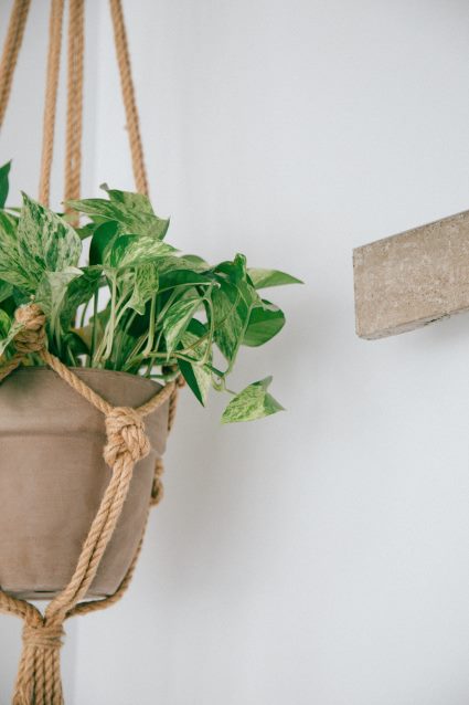 10 House Plants You Can't Kill