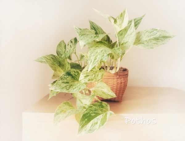 Pothos Marble Queen Basket