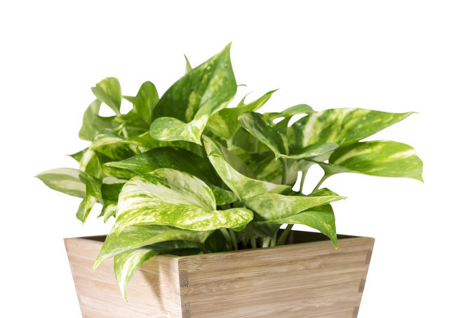 golden pothos, office plant
