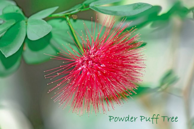Red Powder Puff Tree features big puffy blooms that last for months. 