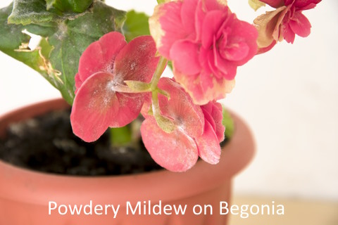 Powdery Mildew