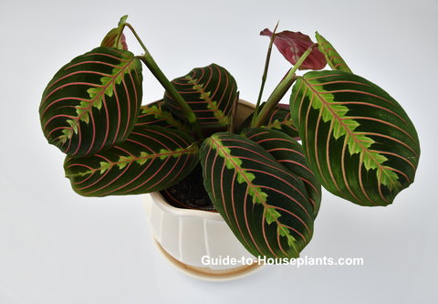 How to Grow and Care for Prayer Plant (Maranta Leuconeura)