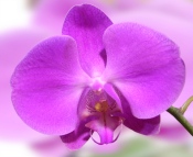 уход за орхидеей фаленопсис, советы по уходу за орхидеей, инструкция по уходу за орхидеей