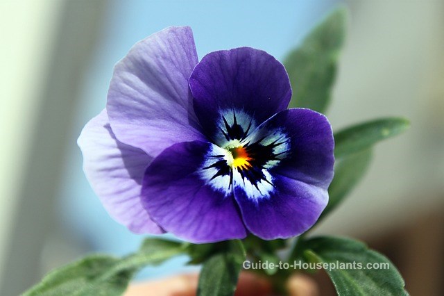 viooltjesplant, viooltjes kweken, viooltjes binnenshuis kweken