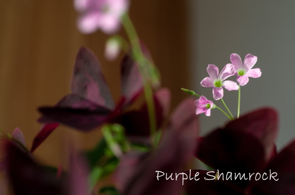 Purple Shamrock Plant Oxalis Regnellii Pictures Care Tips