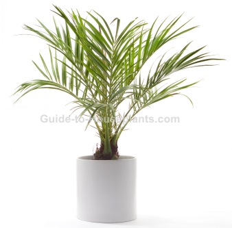 Is Dwarf Date Palm Toxic for Cats? 