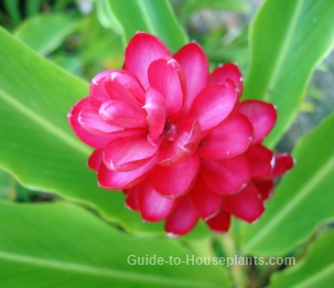 Red Ginger Flower Alpinia Purpurata