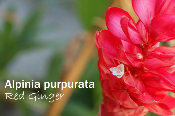 Red Ginger Flower Alpinia Purpurata