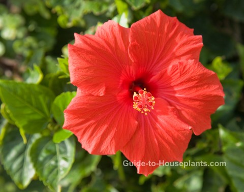 Red Hibiscus Flower growing hibiscus, growing hibiscus indoors, hibiscus flower, caring for hibiscus plants