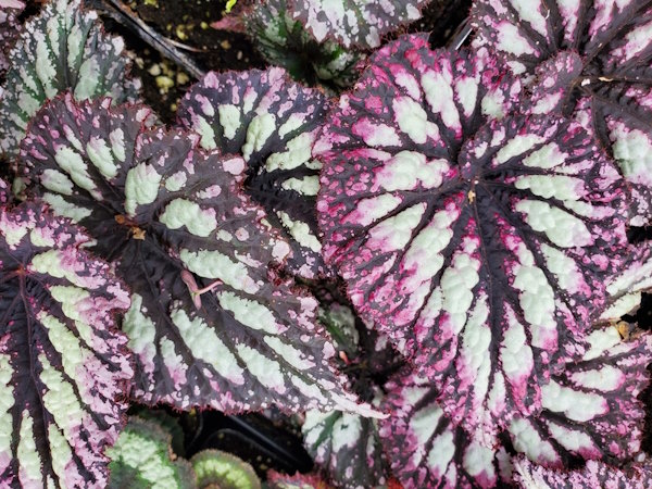 Rex Begonia Fireworks