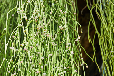 Mistletoe Cactus Growing on a Tree in South America mistletoe cactus, rhipsalis baccifera