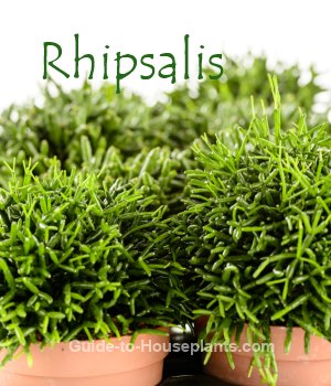 Rhipsalis mistletoe cactus, rhipsalis