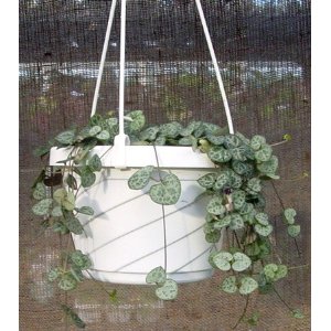 Rosary Vine rosary vine, string of hearts, ceropegia woodii