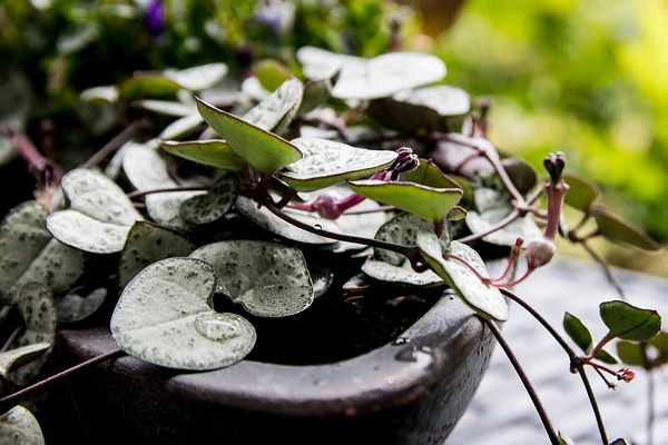 Rosary Vine in Outdoor Pot