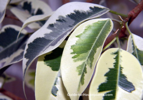 Variegated Rubber Plant Leaves rubber plant