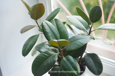 Rubber Plant in Window rubber plant, ficus elastica