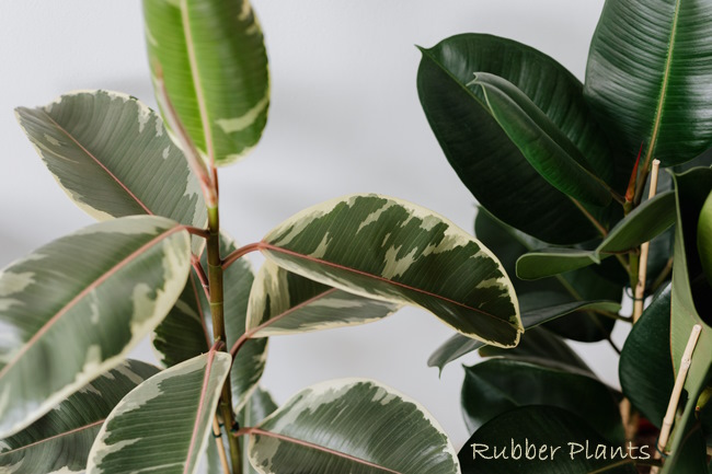 Rubber Tree Houseplants rubber plant, ficus, common house plants