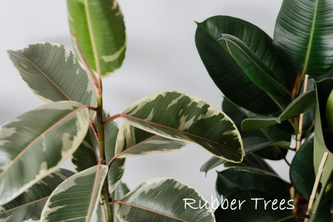 Rubber Plants 'Tineke' and 'Robusta' rubber plants, ficus elastica