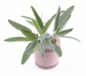 Môžete držať rastlinu šalvie v interiéri