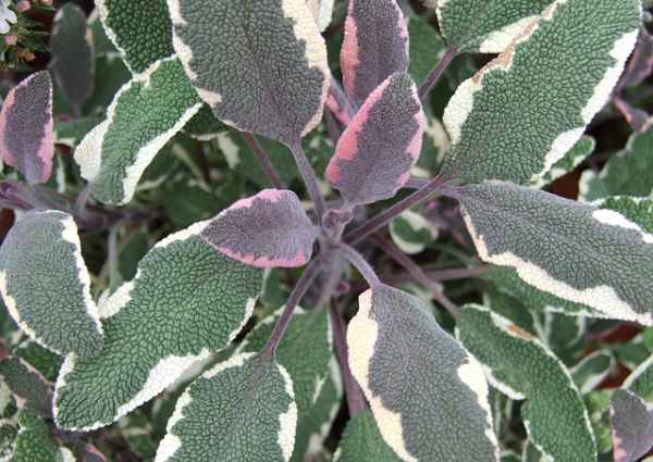 How to Plant and Grow Sage