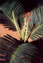 Sago Palm Tree Care Tips, Pictures - Cycas revoluta