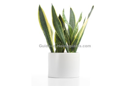 sansevieria, mother-in-law's tongue, snake plant
