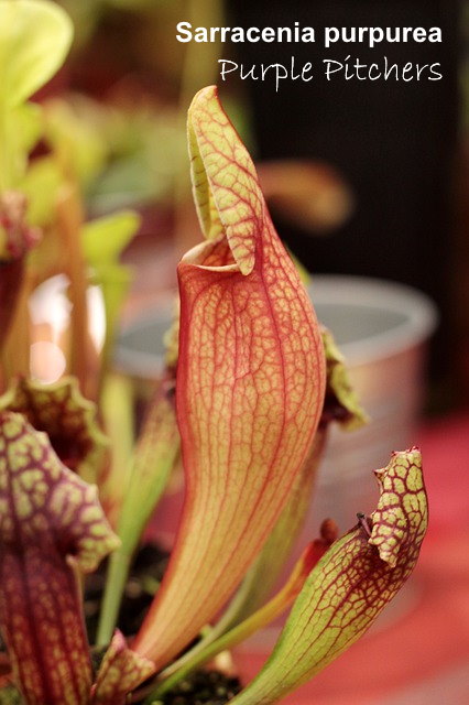 Sun pitcher plant care