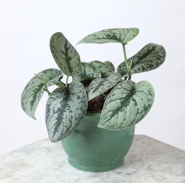 Silver Satin Pothos in Green Pot Scindapsus painted exotic, satin Pothos, Silver Satin Pothos