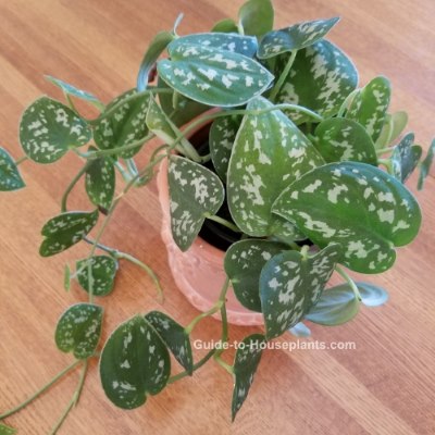 Pothos Care Tips - Scindapsus pictus 'Argyraeus'