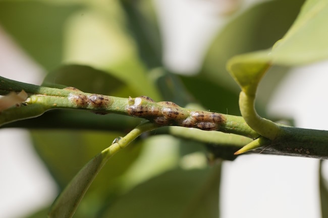 Scale insects on plant