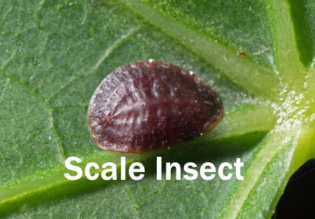 How to deal with scale insects