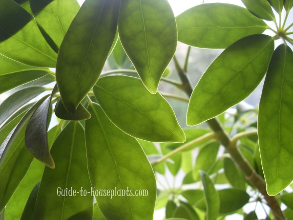 Common House  Plants  with Pictures