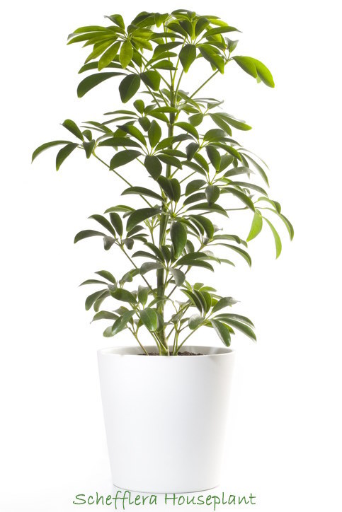 care for schefflera, schefflera houseplant, schefflera plant