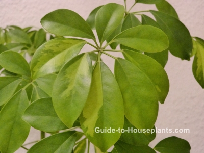 Schefflera Plant schefflera arboricola, schefflera plant, umbrella tree, schefflera