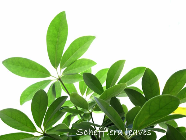 Schefflera houseplant