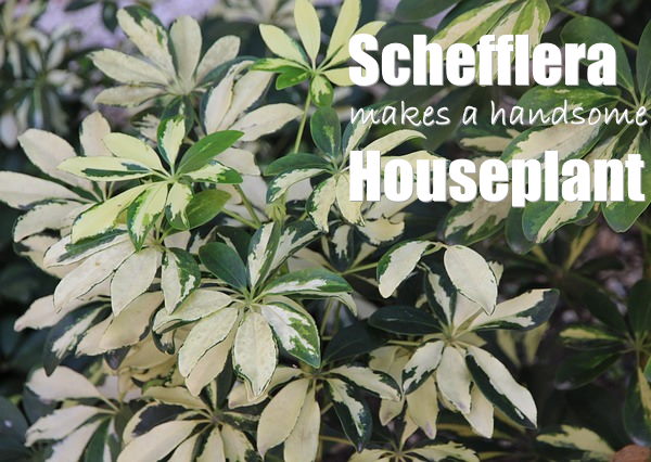 Variegated Schefflera Leaves schefflera, schefflera variegated